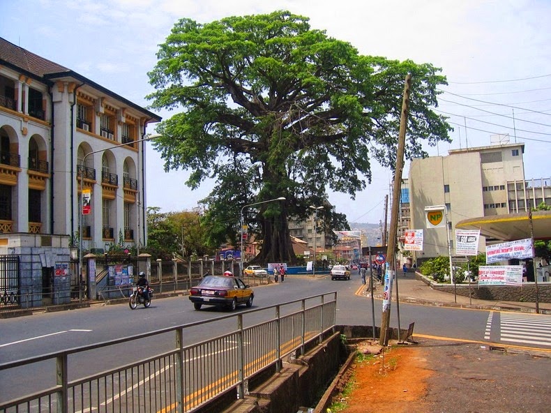 The historic Cotton Tree in Freetown