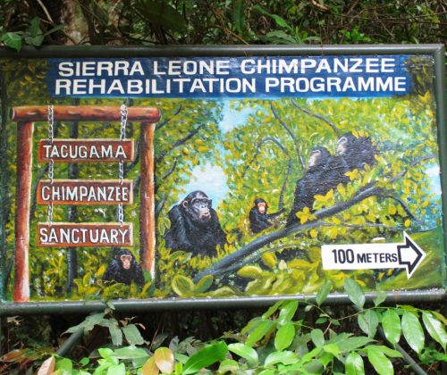 Chimpanzees at Tacugama Sanctuary